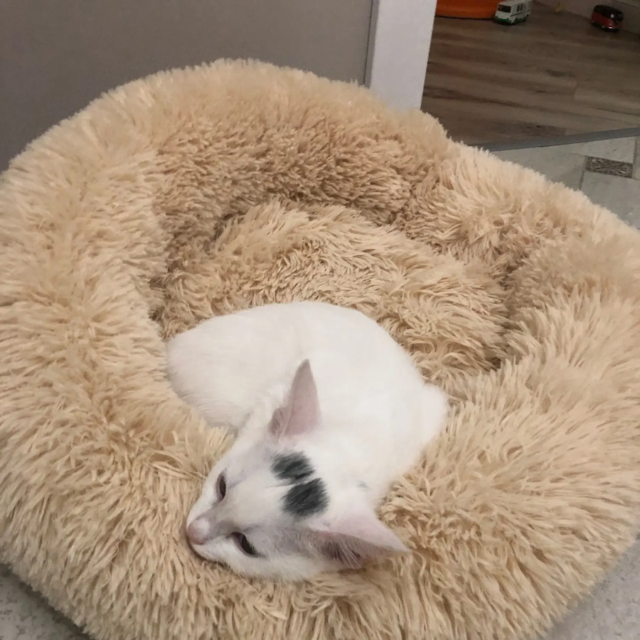 Plush Pet Beds